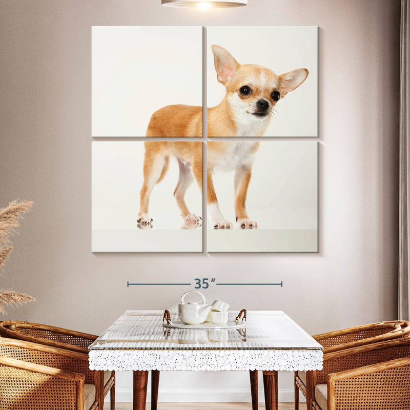 Chihuahua précieux, H 50 po x l 50 po