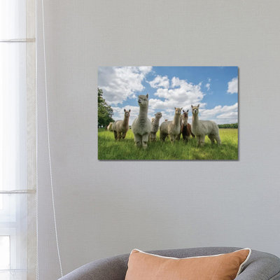 Send In The Alpaca's! by Gert Van Den Bosch - Wrapped Canvas Gallery-Wrapped Canvas Giclée