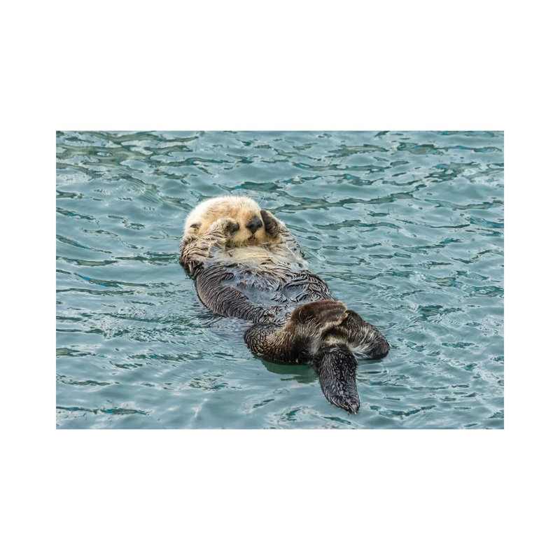 Usa, California, San Luis Obispo County. Sea Otter Sleeping. by Jaynes Gallery - Wrapped Canvas Painting
