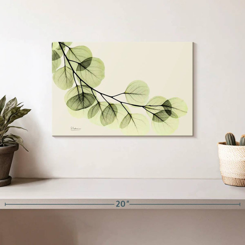 Eucalyptus Harnek Mint, H 8 po x l 12 po
