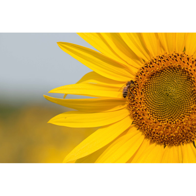 Lytham Bee by IngaL - Wrapped Canvas Print, 30cm H x 46cm W 3.8cm D