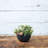 Pollyanna Pot Planter-1216217266-1216217276