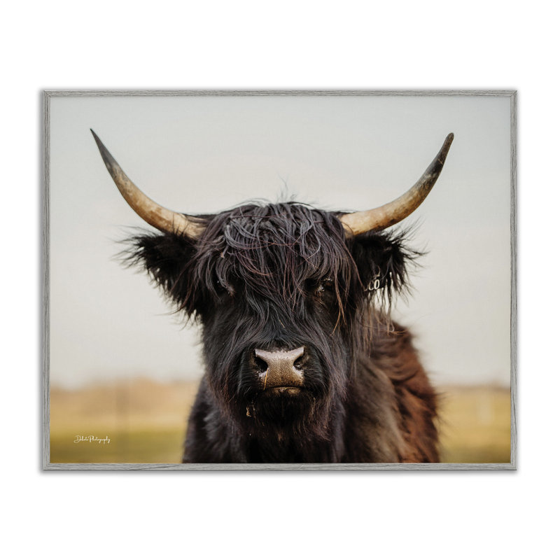 Black Highland Cow par Dakota Diener, H 11 po x l 14 po x P 1,5 po, Estampe numérique Farmhouse