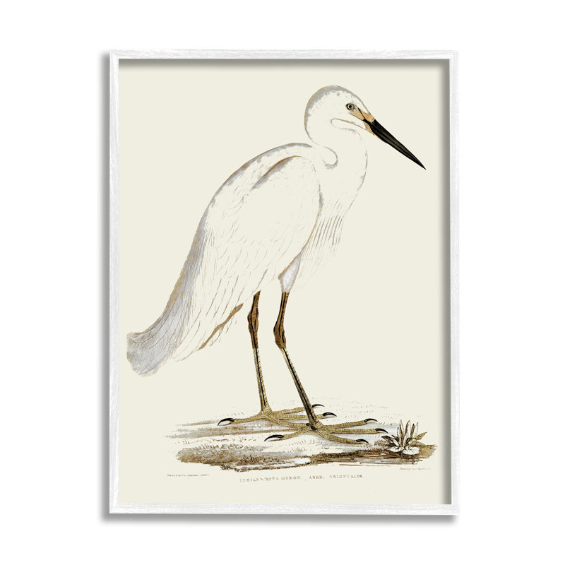 Illustration rétro d'une aigrette dans un marais, H 14 po x l 11 po, Giclée encadrée blanc bord de mer