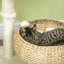 72cm H Cat Tree