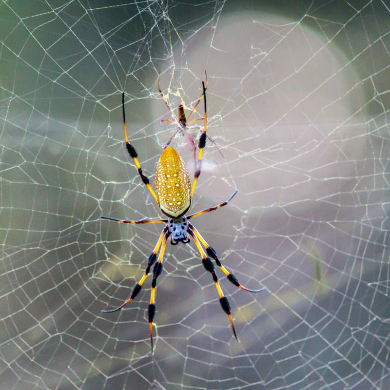 Banana Spider - Wrapped Canvas Print, 122cm H x 122cm W x 3.8cm D