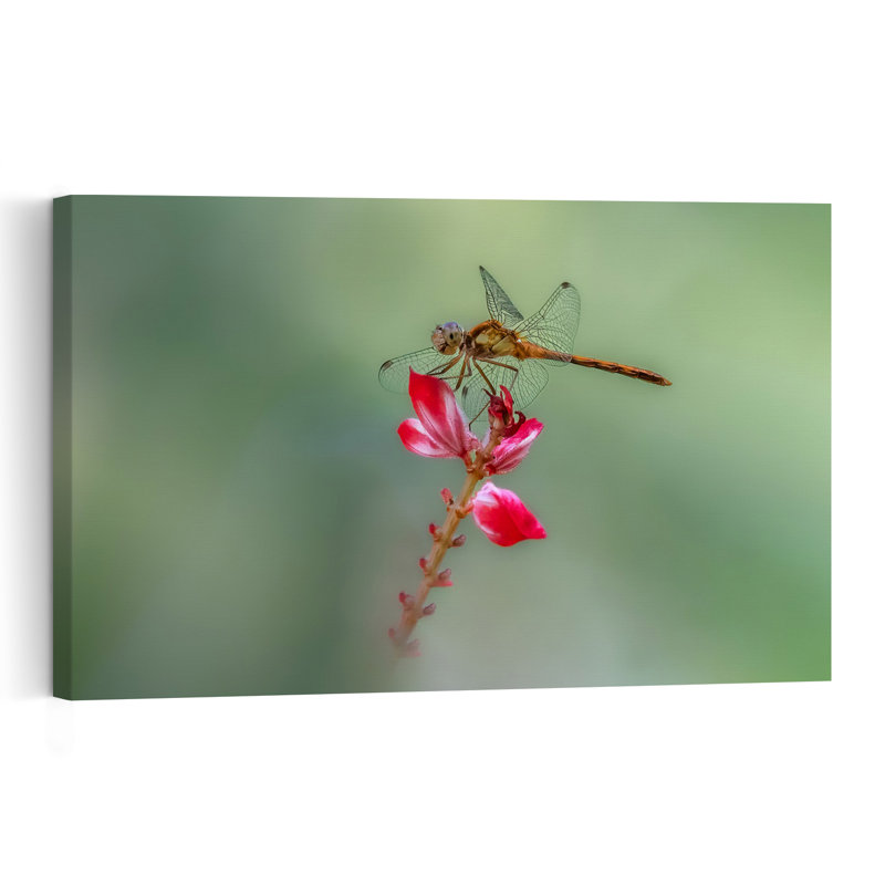 Dragonfly On Red Flower Delicate Elegant Serene Dragonfly Flower Nature Wall Art Print by Atul Saluja - Print