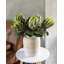 Protea Green King 23,5 po-136068486