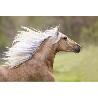 Cheval dans le champ III