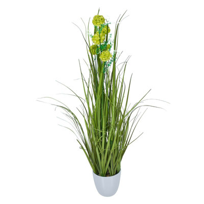 75 cm H Cotton in Pot