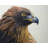 Brown-headed Eagle Western Brown Bedroom Polyester Placemat
