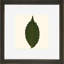 Small Pressed Leaves IV Print