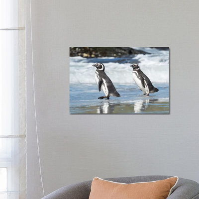 Magellanic Penguin, Falkland Islands. by Martin Zwick - Wrapped Canvas Print