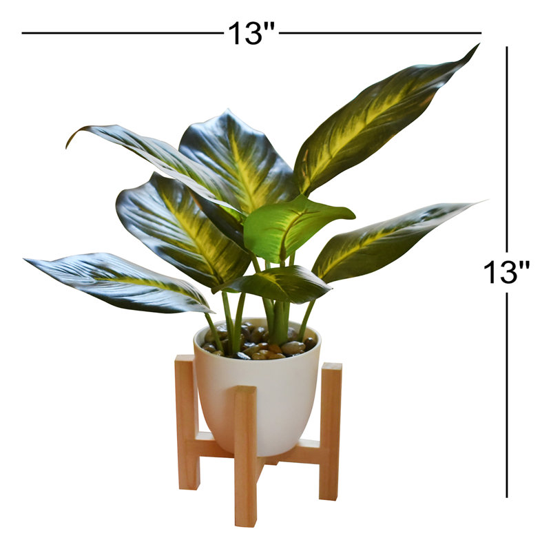 13'' Dieffenbachia Plant With Wood Stand