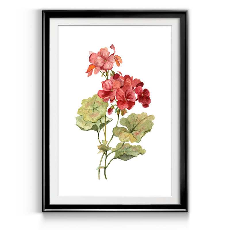 Écarlate géranium - Reproduction d'art sur papier encadrée, Noir, H 26,5 po x l 36,5 po x P 1,5 po