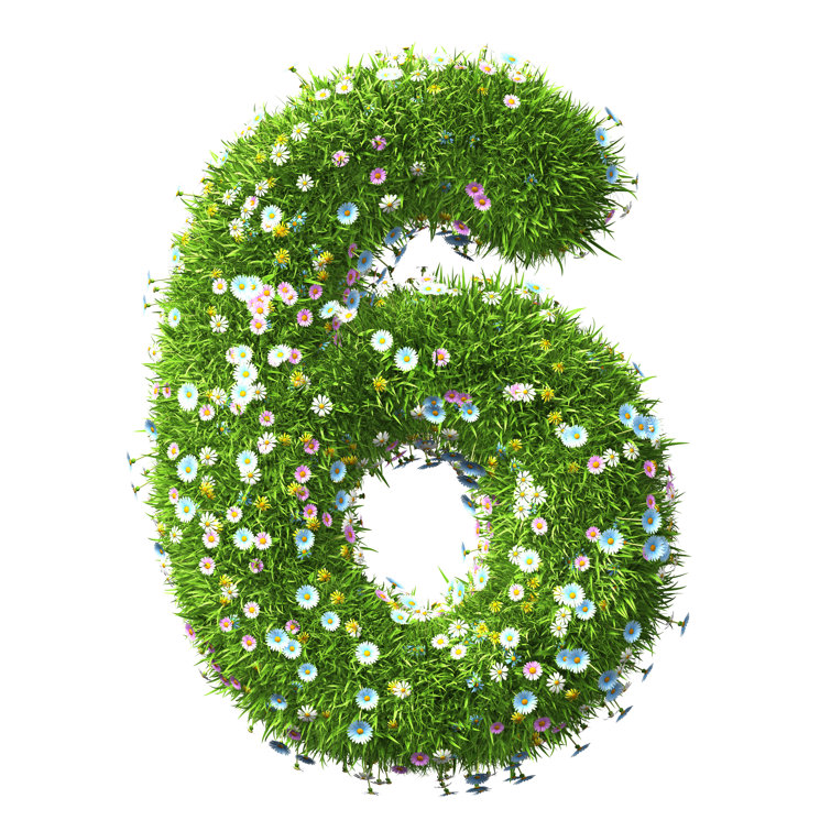 Number 6 Of Grass And Flower by BlackJack3D - No Frame Print on Canvas