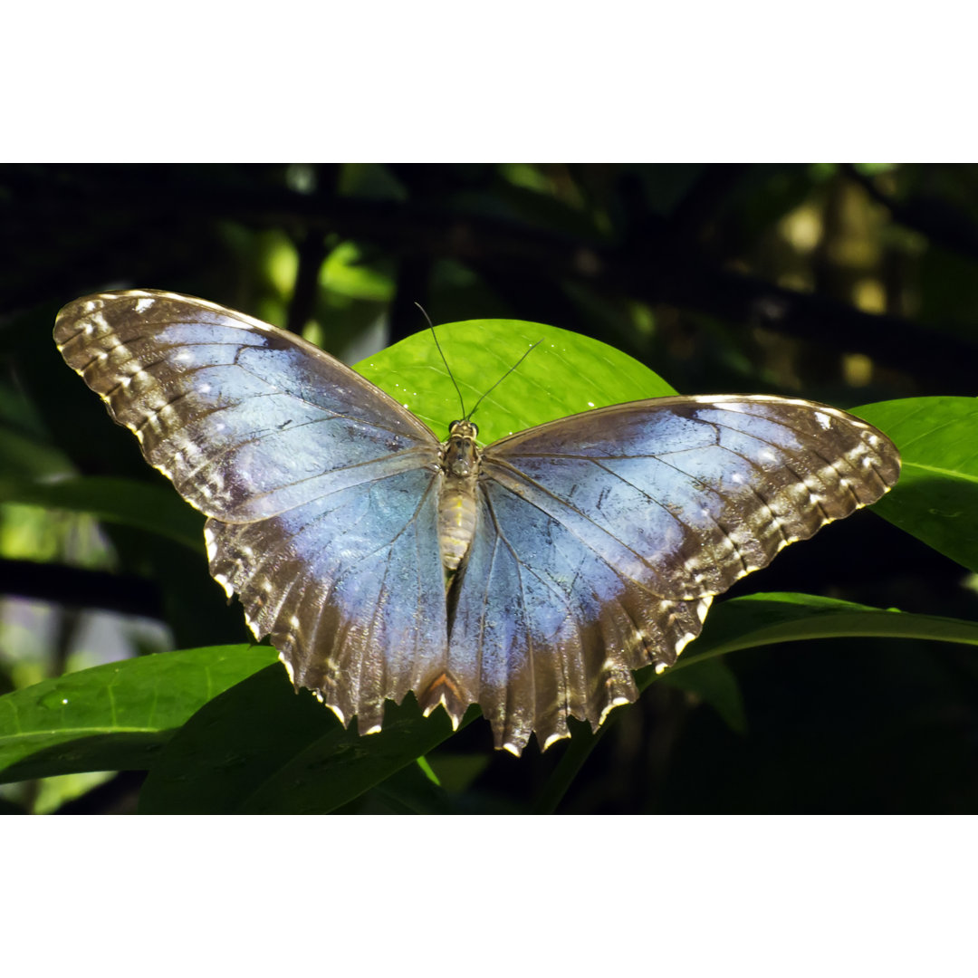 Blauer Morpho - Druck