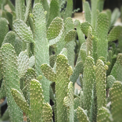 Cactus 1 Piece Wrapped Canvas Wall Art