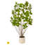Arbre à fumée en pot 4 'UV-1011756784