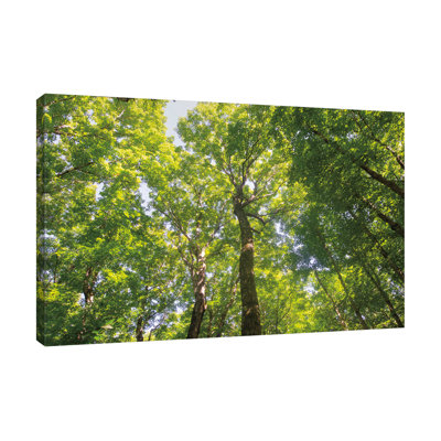" Hardwood Forest Canopy III " by Alan Majchrowicz