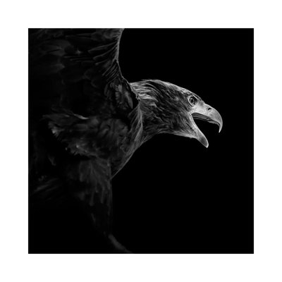 Eagle In Black And White by Lukas Holas - Wrapped Canvas Print
