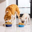 Pet Dog Bowl-63423616-63909065