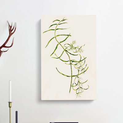 Aka-Kiore Parsonsia Rosea Flowers by Sarah Featon - Wrapped Canvas