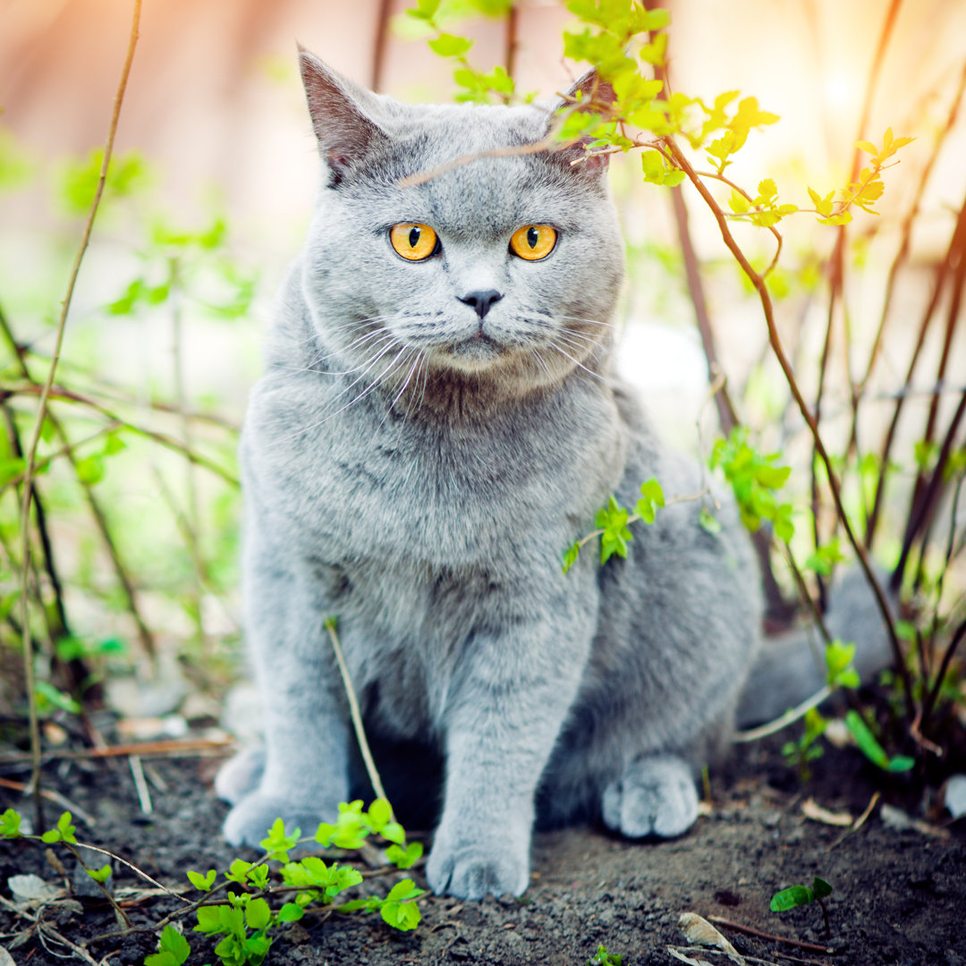 Niedliche Katze von ArtMarie - Leinwand Kunstdrucke