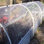 Cerbior White Plastic for Posts