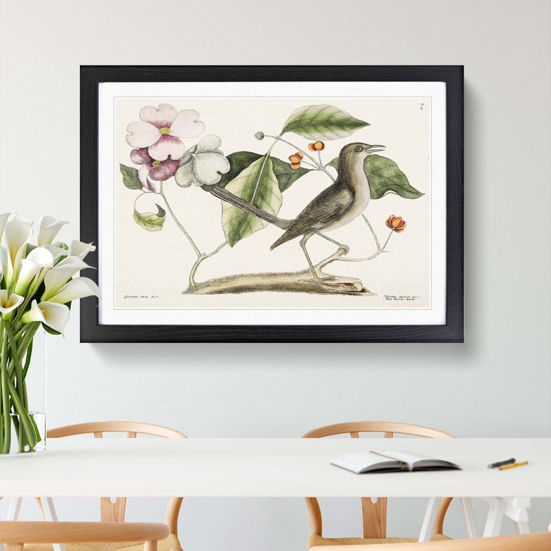 Mockingbird by Mark Catesby - Picture Frame Painting Print, Black Framed, 27cm H x 36cm W x 2cm D