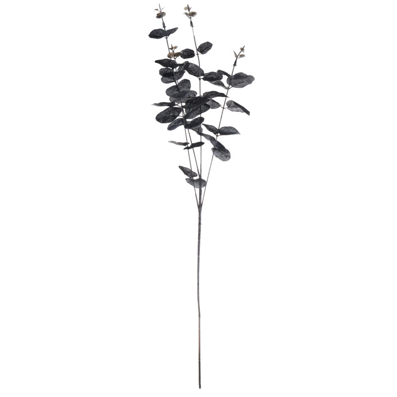 Branche d'eucalyptus