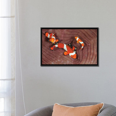 « false clownfishs », impression sur toile, reproduction d’art sur toile