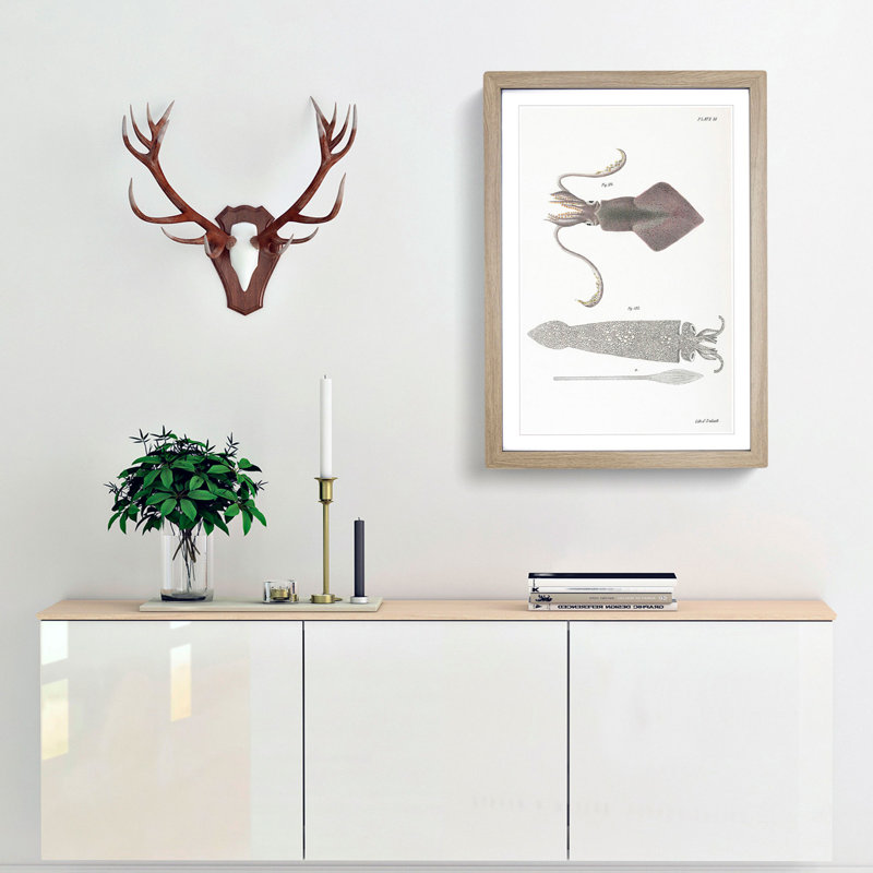 Illustrations of Squid by J.E. De Kay - Framed Print, 48cm H x 36cm W x 2cm D, Oak Framed