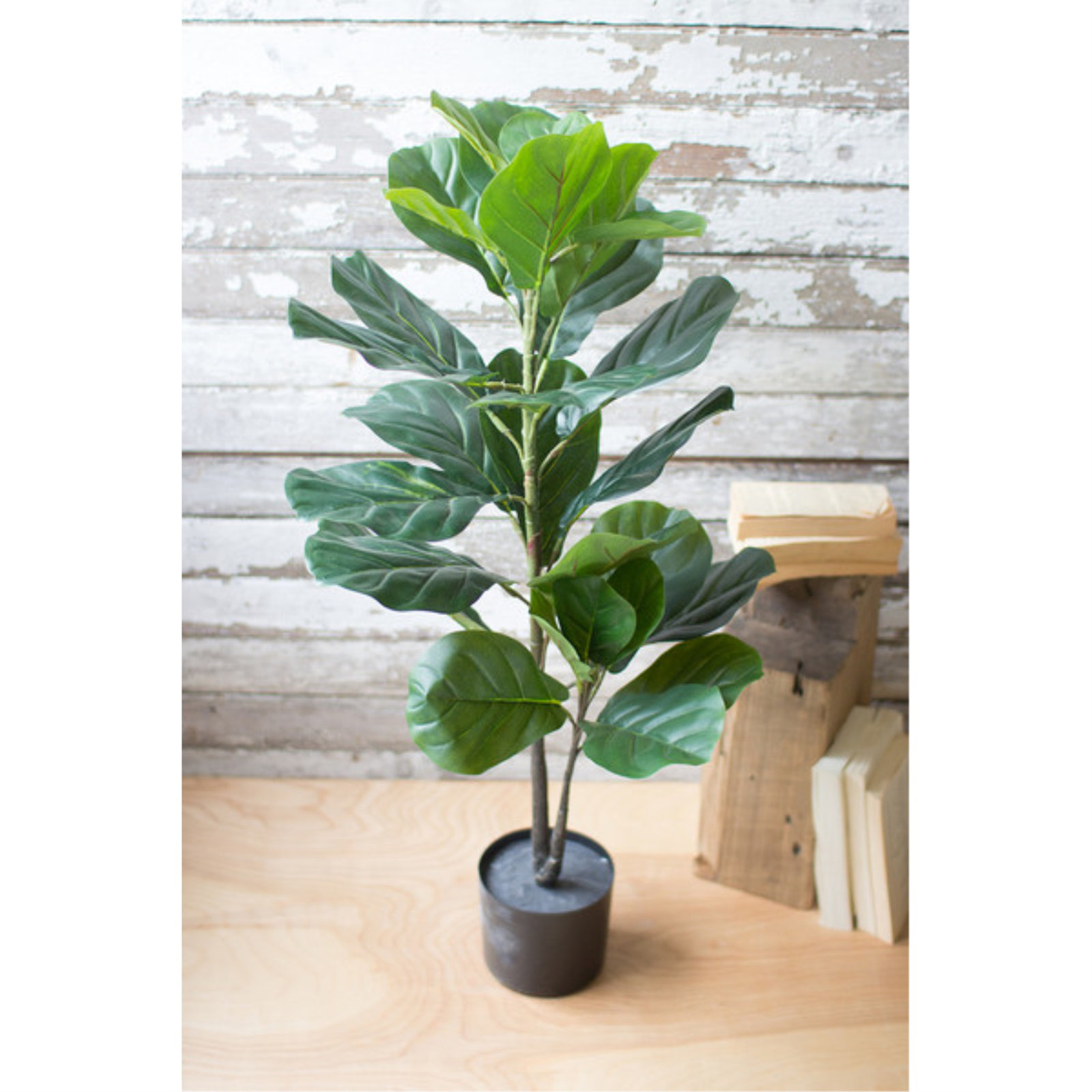 38'' Fiddle Leaf Fig Plant in Pot