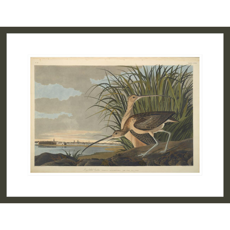 Courlis à long bec des oiseaux d'Amérique de 1827 à 1838 par John James Audubon, impression giclée sur cadre