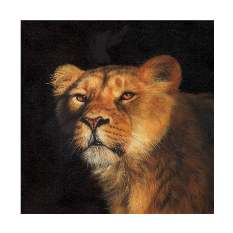 David Stribbling Study Of A Lioness Canvas Art, 14" H x 14" W