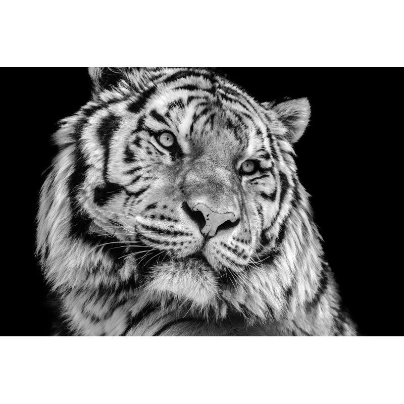 Tiger Face by Kagenmi - Wrapped Canvas Print, 20cm H x 30cm W
