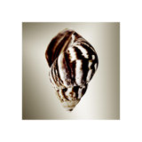 Gilt Shells II Print by Zoey Riley