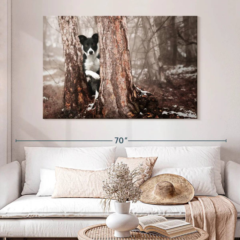Border collie Brampt, H 34 po x l 51 po