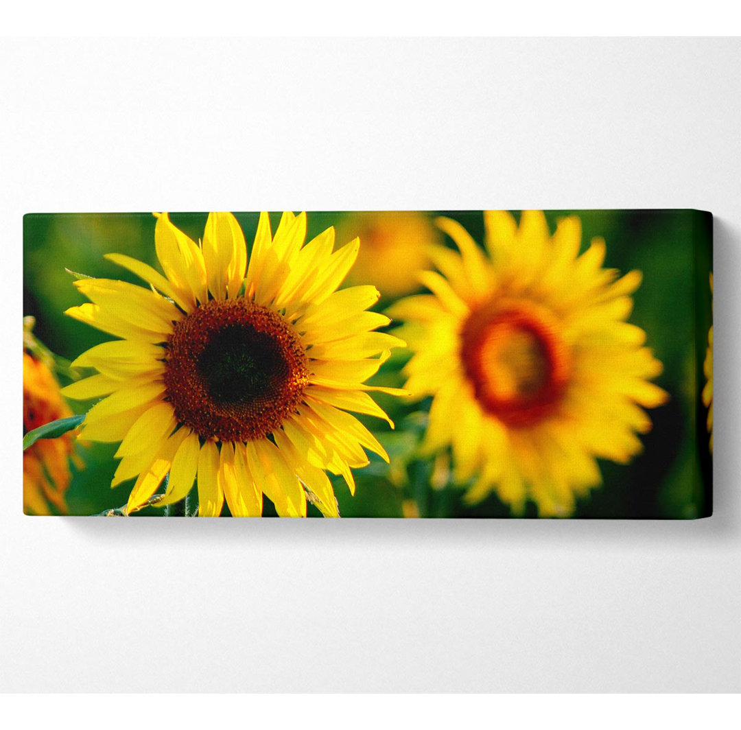 Sonnenblume Duo - Druck