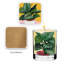  Calathea Calm - Ensemble de bougies et sous-verres agrumes et noix de coco