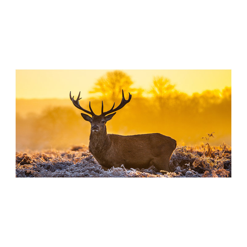 Deer Sunrise - Wrapped Canvas Print