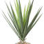 Yucca en pot de pierre avec pierres