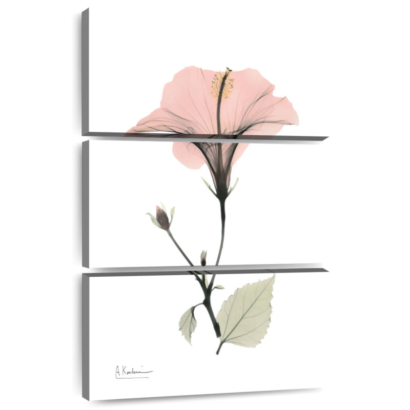 Hibiscus Harnek I, H 32 po x l 20 po