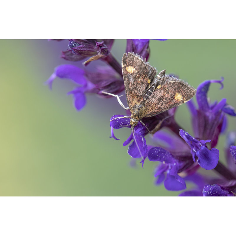 Perei Mint Moth by Chillingworths - Wrapped Canvas Print, 61cm H x 91cm W 3.8cm D