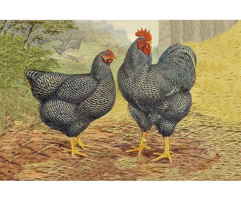ArtDirect Wright, Lewis Gallery Wrapped Canvas Art Titled: Chickens: Plymouth Rocks, 33" H x 48" W