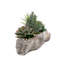 Succulent Plant in Cement Log