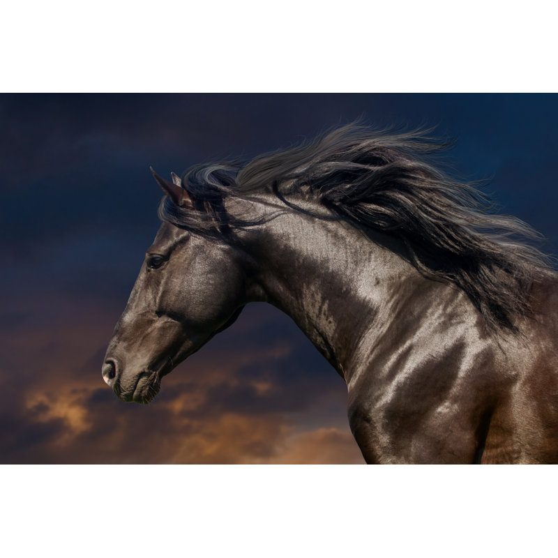 Black Horse In Motion by Callipso - Wrapped Canvas Print, 30cm H x 46cm W