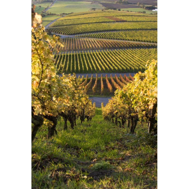 Mandaree Mandaree Weinberg - Wrapped Canvas Print, 91cm H x 61cm W x 3.8cm D