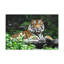 Impression sur tigre majestueux-662177004
